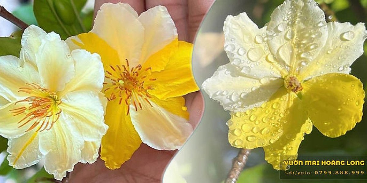 Sắc vàng rực rỡ ở làng mai Háo Đức
